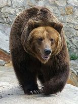 Bear-Images